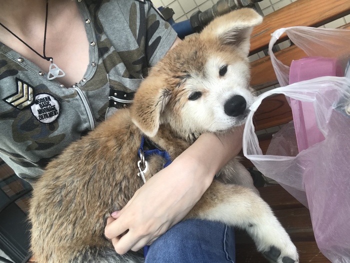 Post a story about how I got my dog ??and about our difficult road from China to Russia) - Akita inu, First long post, My, Dog, Travels, Longpost, Video, , , Long road