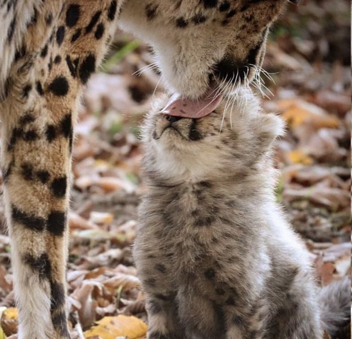 Lick - cat, Cheetah, Motherhood, Lick