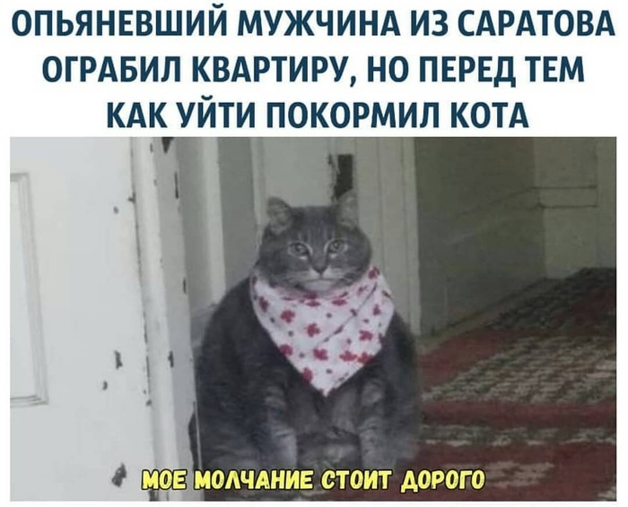cat - Humor, cat, Robbery, Saratov, Excess weight, Images, Catomafia