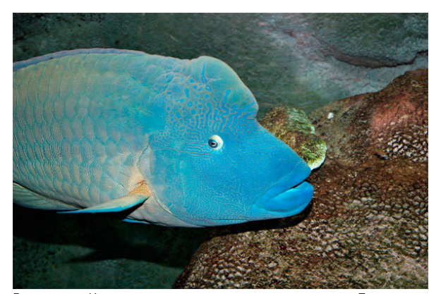 The friendliest inhabitant of the tropical seas - fish Napoleon - A fish, Wrasse, , , Longpost
