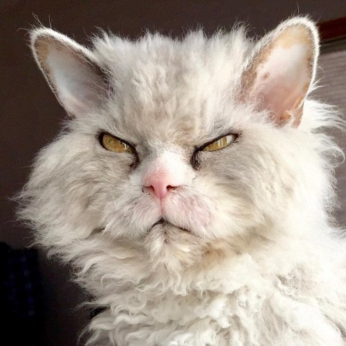 Pompous Albert, who was once banned from a cat show - cat, Evil, Longpost