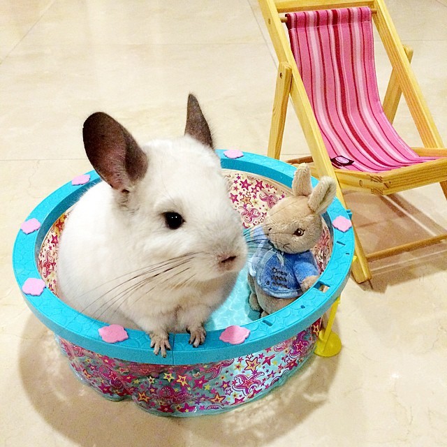 Chinchilla needs a vacation too. - Chinchilla, Animals, Milota, Longpost, Bubu