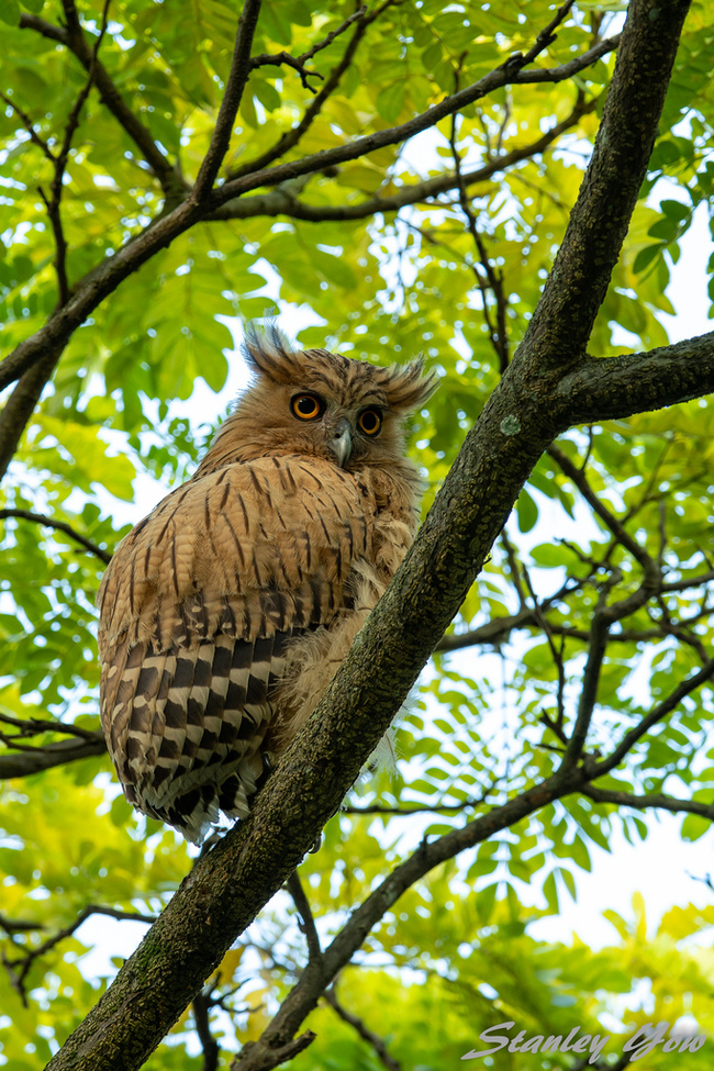 Photo - The photo, Birds, Owl