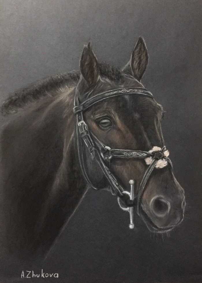 Horse portraits. - My, Horse, Horses, Pastel, Drawing, Longpost