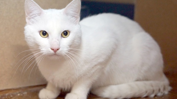 White cat looking for a home - No rating, Homeless animals, Shelter, Saint Petersburg, Longpost, cat, In good hands