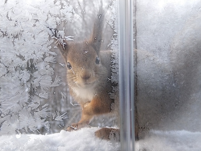 Гость из леса Белка, Фотография, Зима