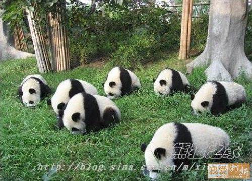 Pandas after their birthday! - Birthday, Second day, Headache, Longpost