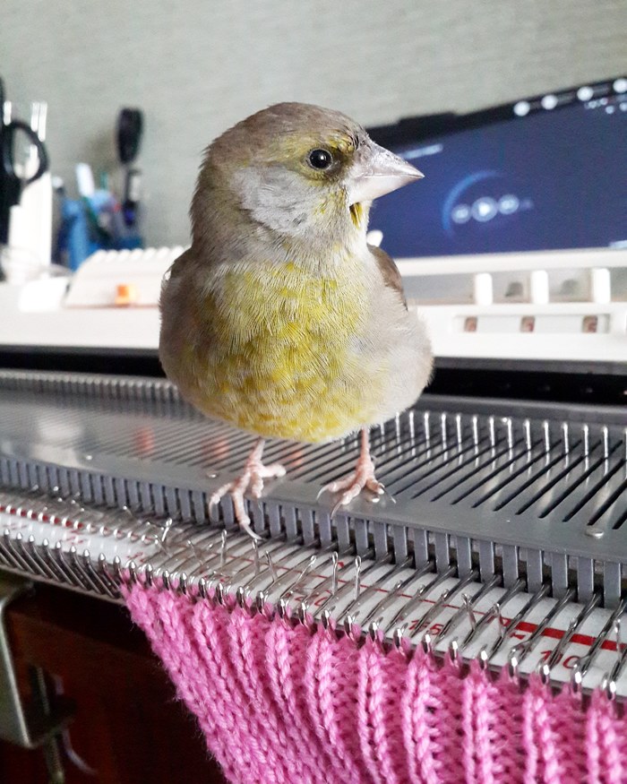 I knit with a bird - My, Greenfinch, Pet, Knitting, Birds, The photo, Pets