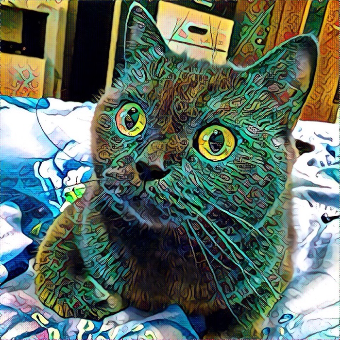 psychedelic cat - cat, My, Animals