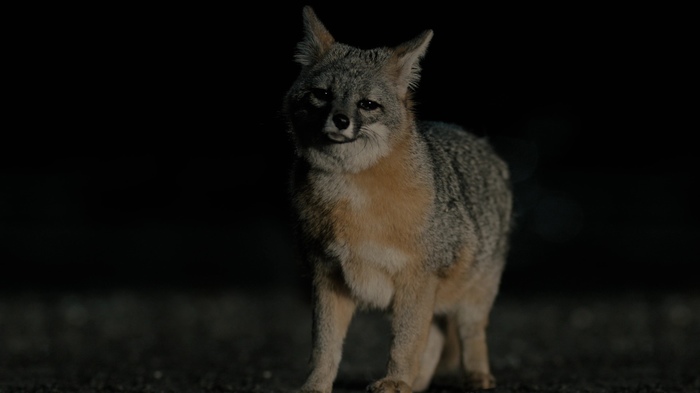 Best freeze frame of the first series - Fox, Freeze, True detective, , True detective (TV series)