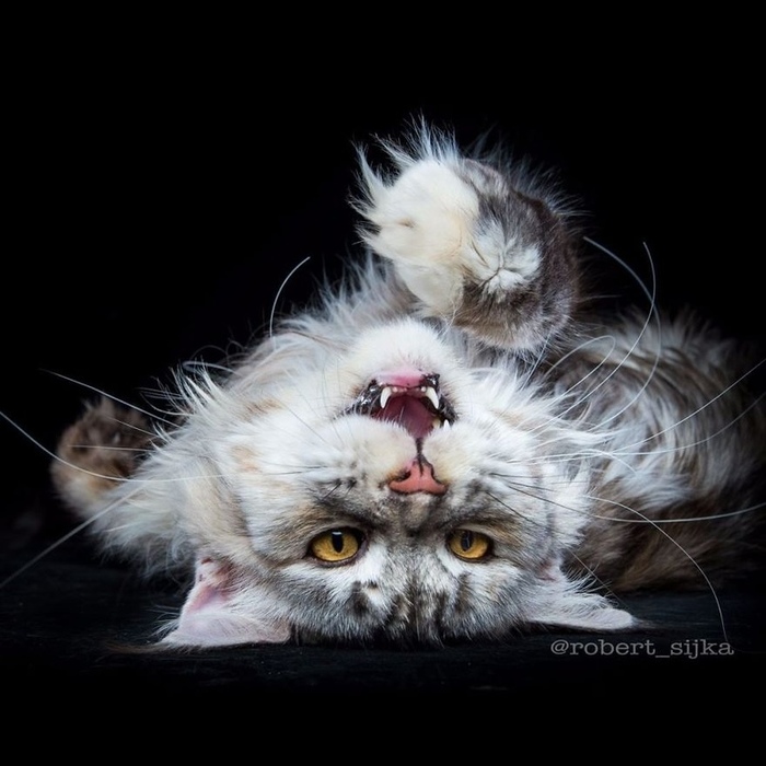 The cuteness of cat fury! - cat, Milota, Rage, Predator, Pets
