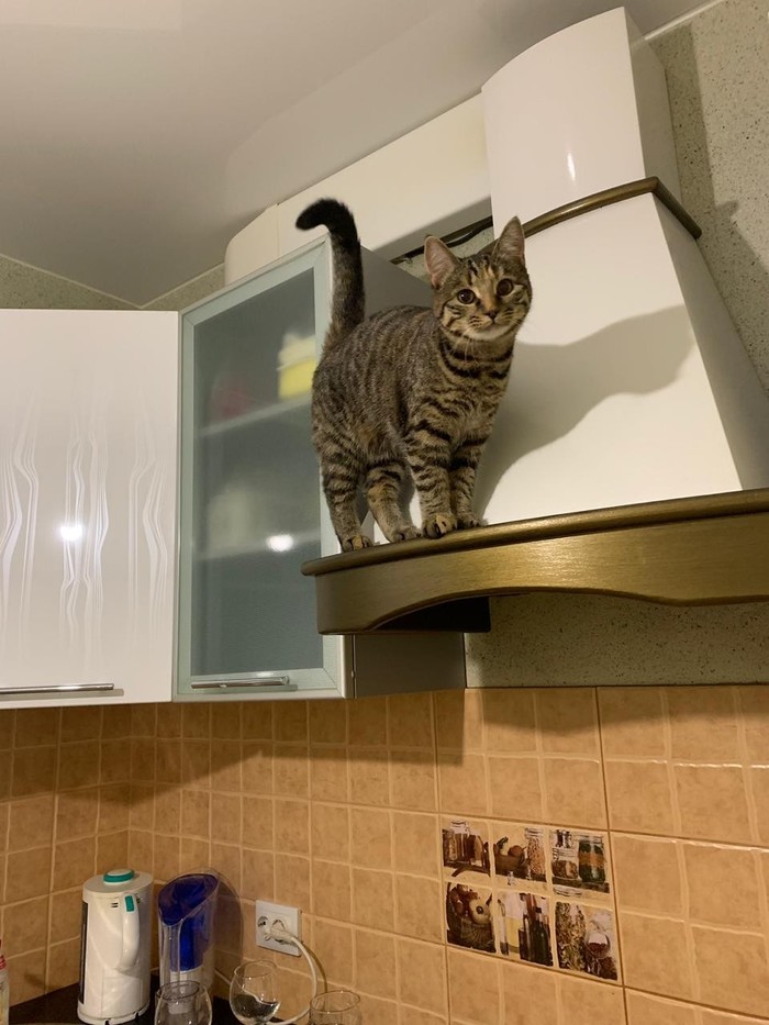 ��� �����, �������?