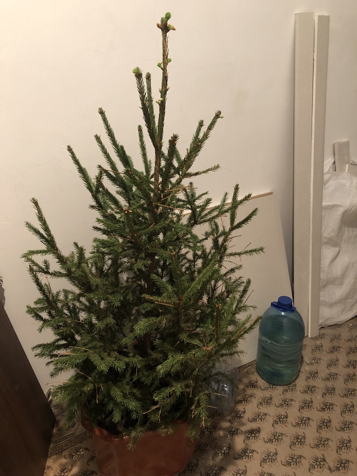 New Year's miracle! - Longpost, Gardening, Christmas tree, My, Holidays, Christmas trees