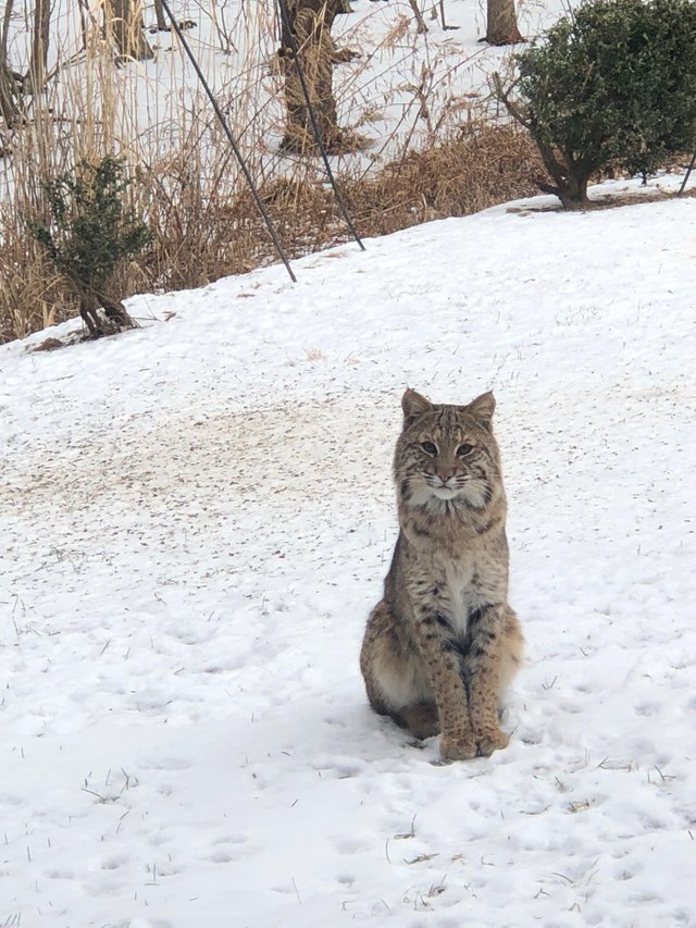 That's who I met this morning in the backyard - cat, Lynx, Animals, Milota, Reddit