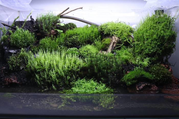 Палюдариум мшанник 50л