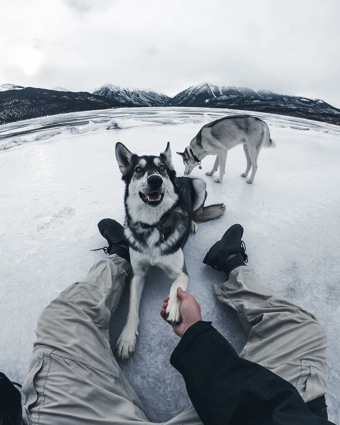 Beautiful Husky - , The photo, Husky, Longpost