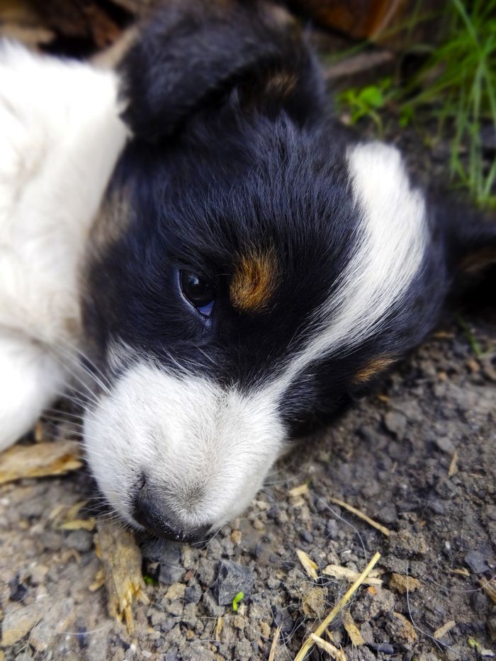 sad puppy - My, Animals, Pets, Dog, The photo