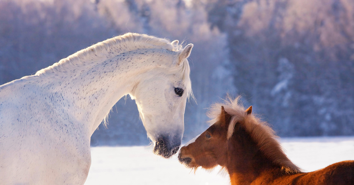 Год лошадь видео. Кони зимой. Лошадь зима. Три лошади. Заставка на рабочий стол лошади зимой.