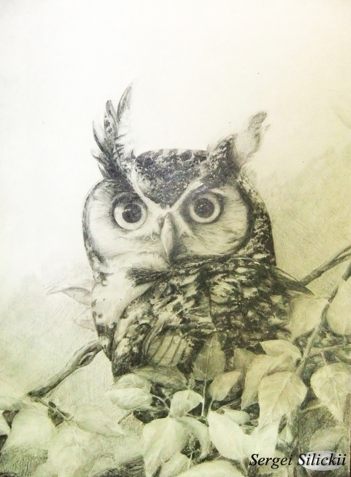 Owl in pencil. - My, Pencil drawing, Owl, Birds, Animalistics, Drawing