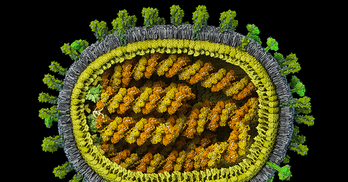Варианты вируса гриппа. Модель вируса гриппа. Компьютерная модель вируса гриппа. Вирус гриппа 3d модель. Макет вируса.