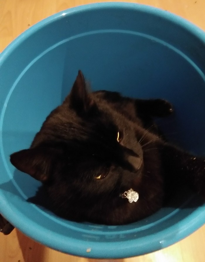 bucketcat - My, cat, Bucket, Longpost, Pets