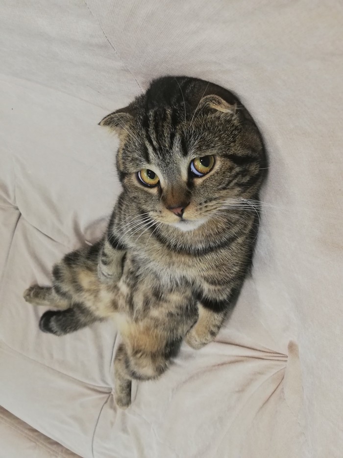 That feeling when a cat is more photogenic than you - My, cat, Scotsman, Photogenic, Scottish lop-eared