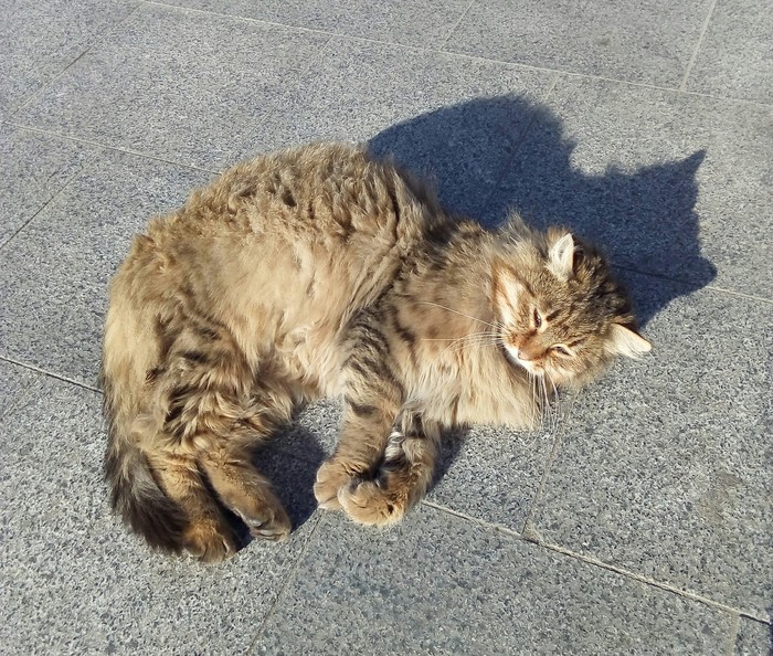 seaside cat - cat, Longpost, Paws, Sea, My