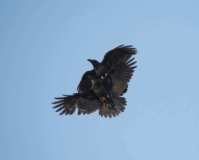 Crows do this too. pair flights. - My, Crow, Aerobatics, Birds, Longpost