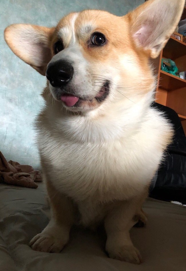 Corgi - My, Welsh corgi pembroke, Dog, Longpost