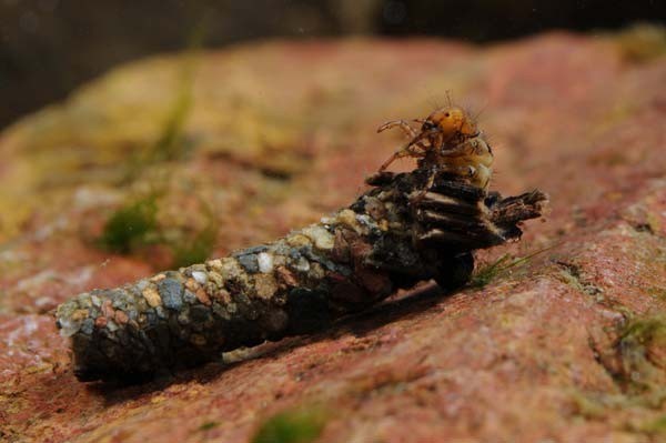 caddis - Insects, Fishing, Longpost