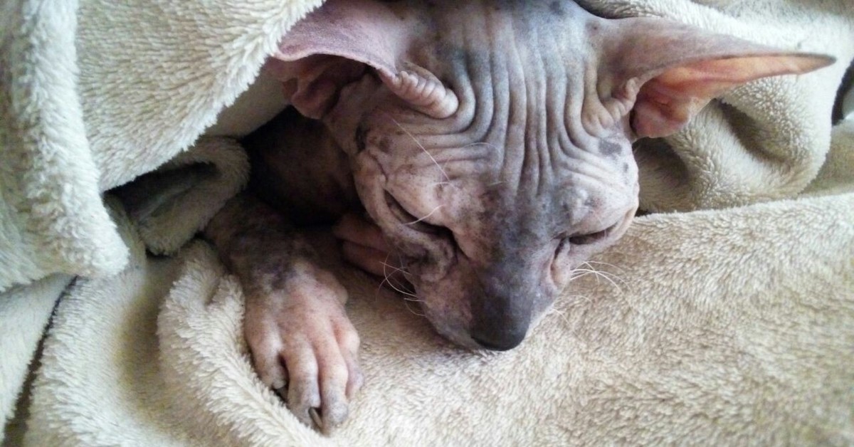 Сфинкс много ест. Что едят лысые кошки. Канадский сфинкс котята открывают глаза после рождения. Сфинкс много ест. К чему снится сфинкс.