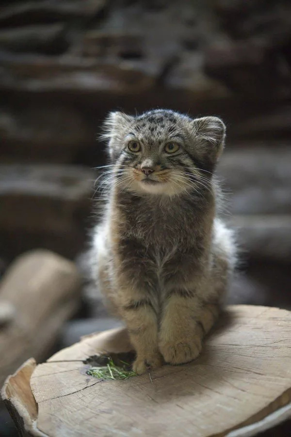 On duty! - Pallas' cat, , Animals, At the post