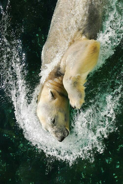 The bear is crawling. - The photo, The Bears, Polar bear, Swimming, Water, Animals