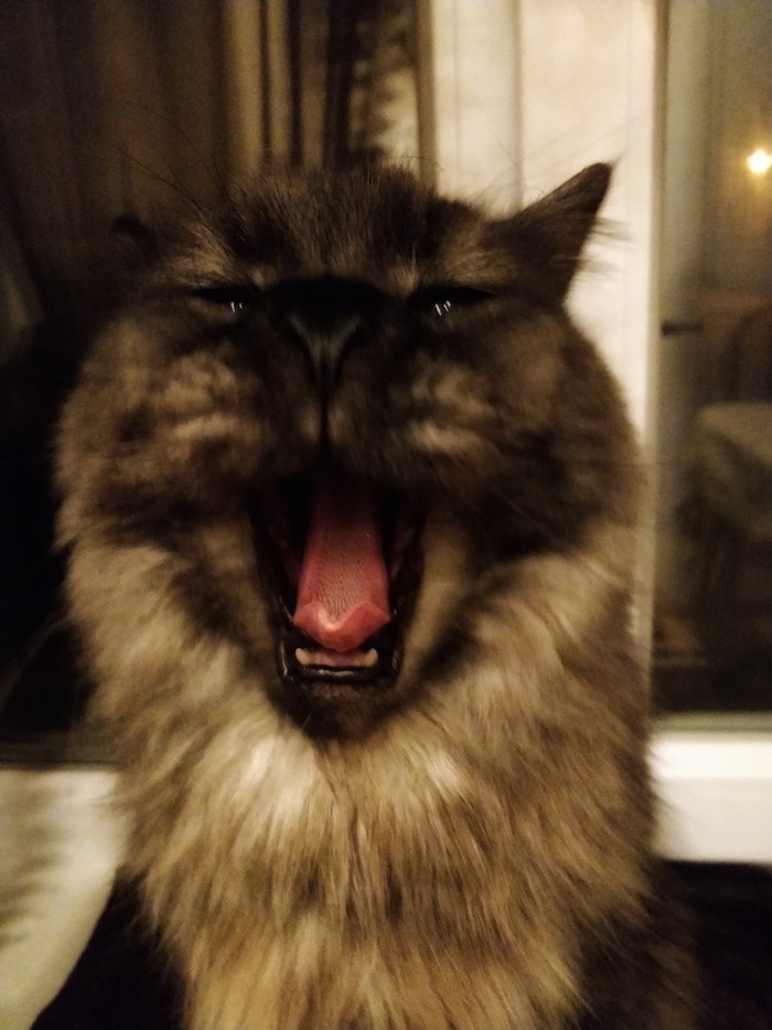 Yawn! - My, Darius, Yawn, cat, Maine Coon, Catomafia