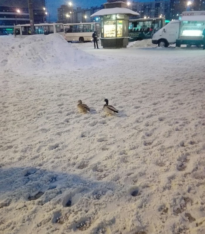 Evening at the subway - My, Snow, Birds, Longpost