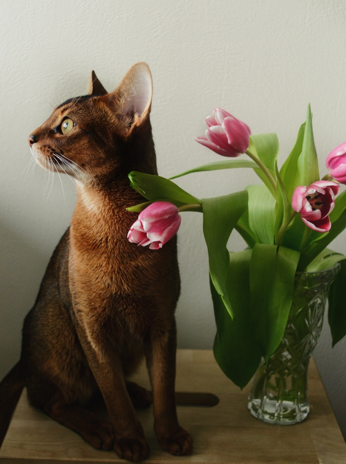 Spring - Flowers, The photo, cat, My, Spring, Pets, Tulips, Abyssinian cat