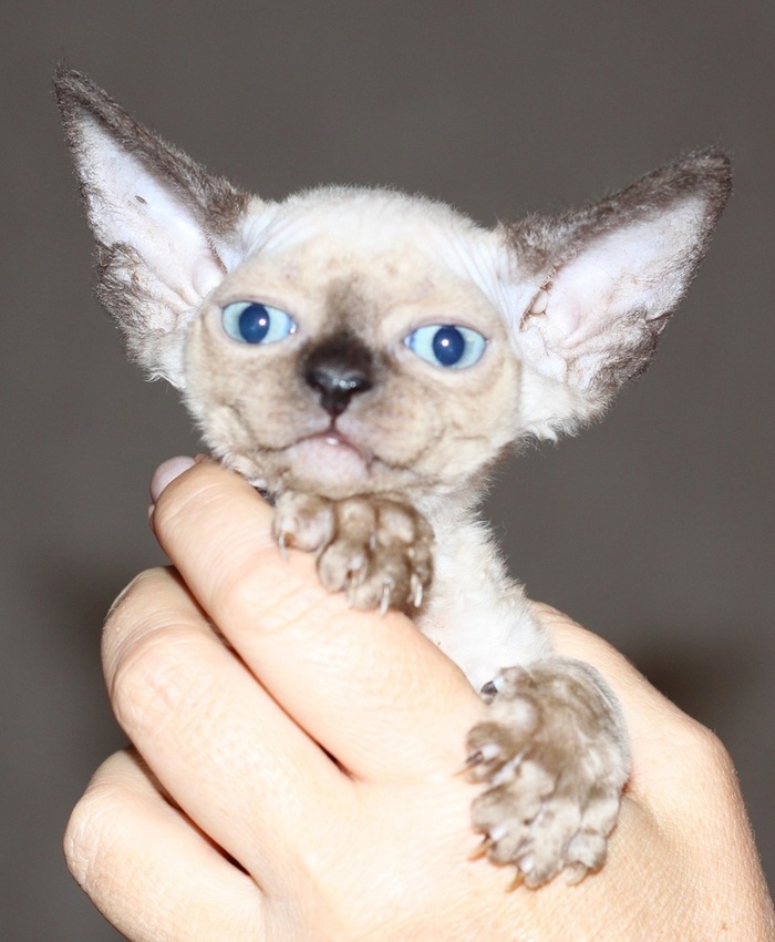 Devon Rex - cute gargoyles - My, cat, Longpost, Devon Rex