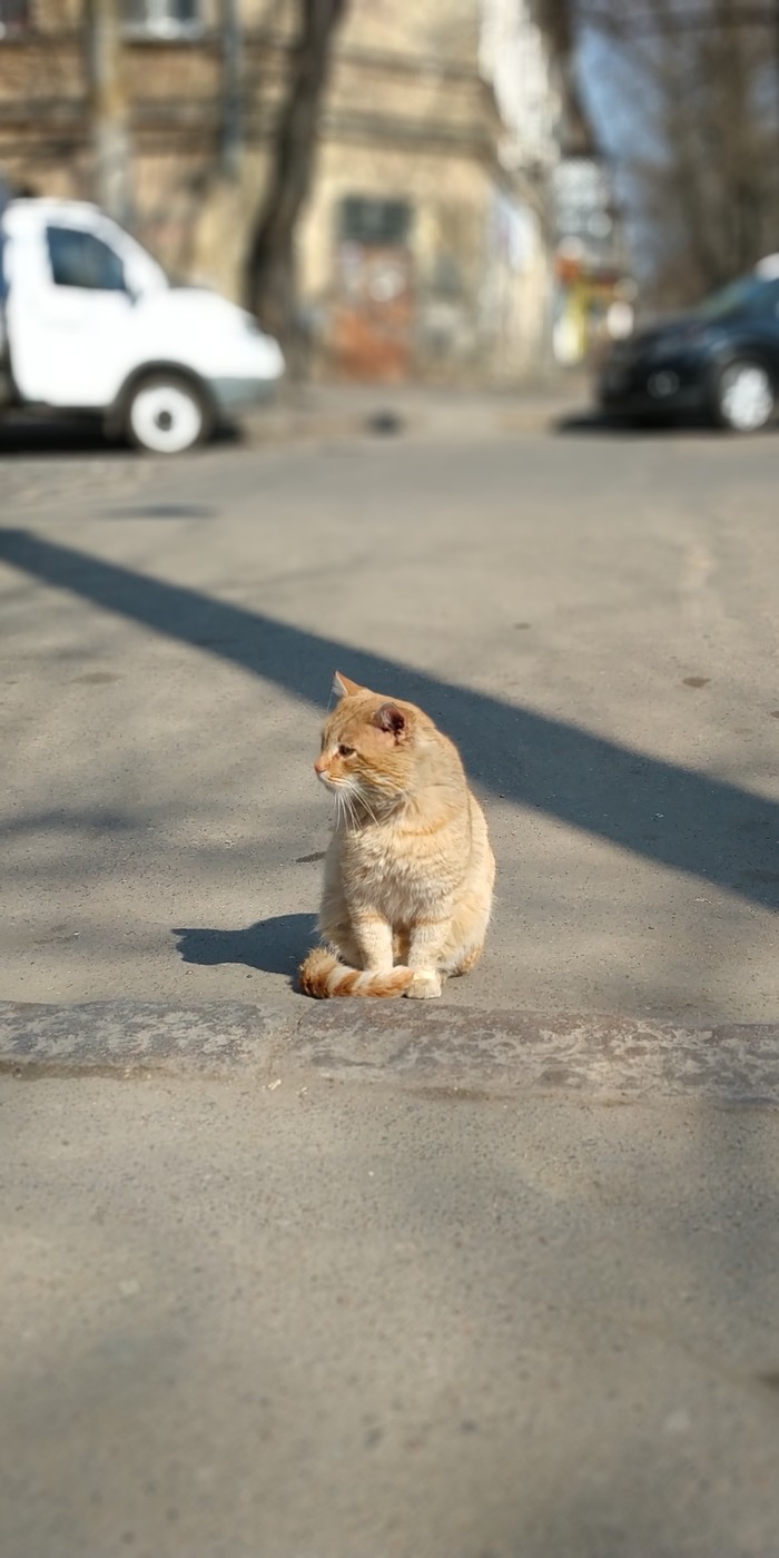 March Odessa cat - My, cat, The street, Market, Odessa, , Spring, Longpost, Pets, Provinces