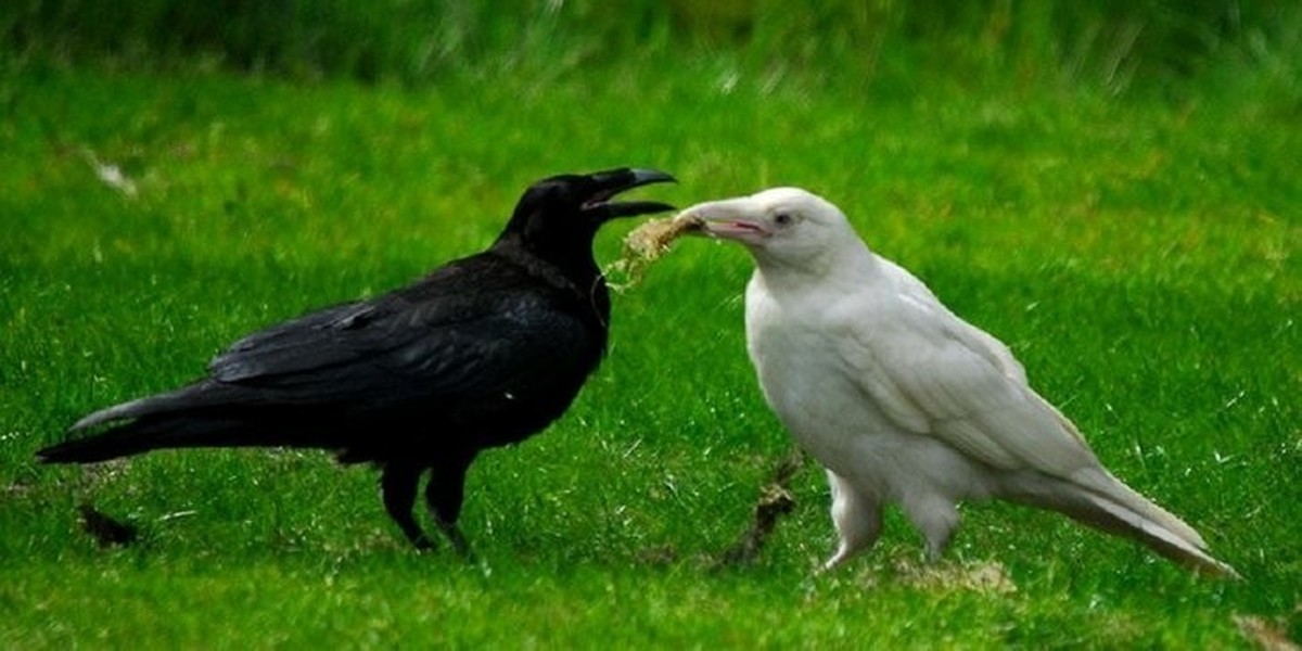 Фото белой вороны