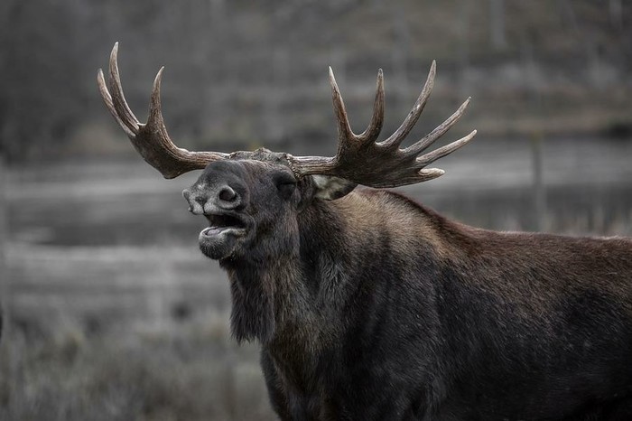 In Bashkiria, a resident threw a cat at an elk that got lost in the city - cat, Video, news, Elk