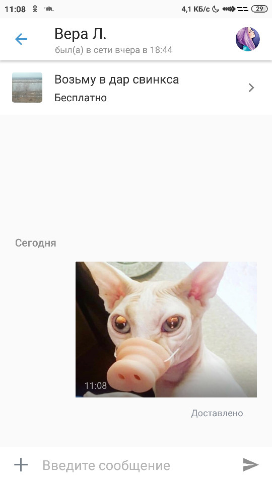 When the picture came in handy or I'll take a piggy as a gift - My, Announcement, Yula, cat, Screenshot, Sphinx