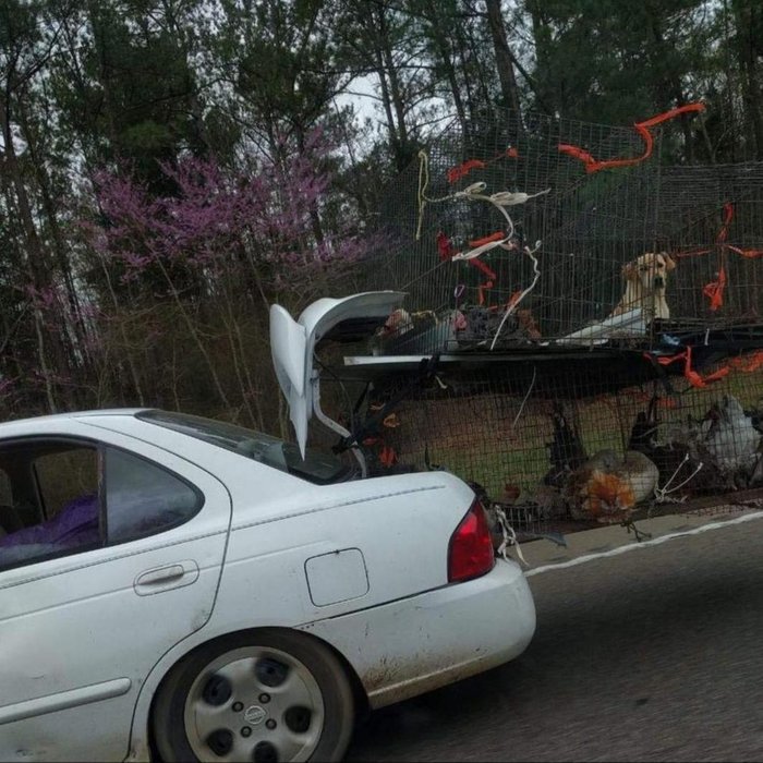 Мой хозяин идиот