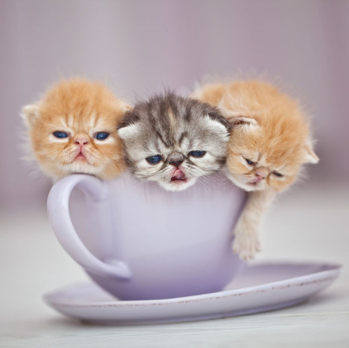 Cat drinking) - cat, Kittens, Pets, The photo, Milota