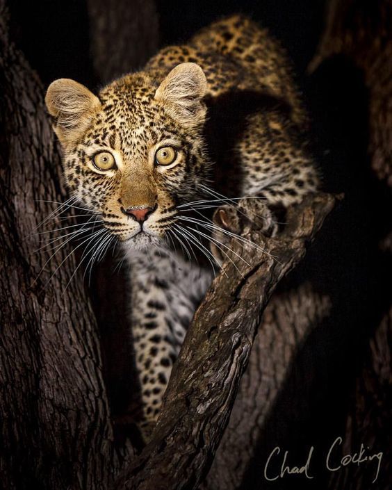 Fear has big eyes - The photo, cat, Leopard, Animals