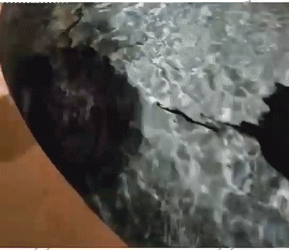 Скаты