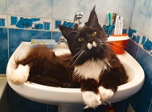 Place taken - cat, Maine Coon, Pets, Sink