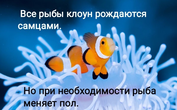 Тотемное животное. - Юмор, Картинки, Рыба, Трансгендеры, Вачовски, Сёстры Вачовски