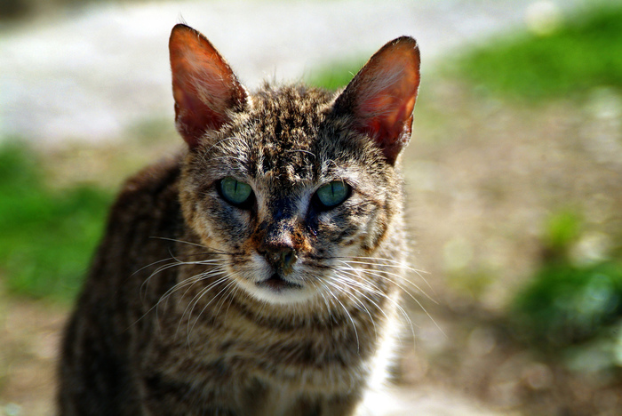 Let me devour! - My, The photo, Nature, Animals, cat, Fasting April 1, 2019