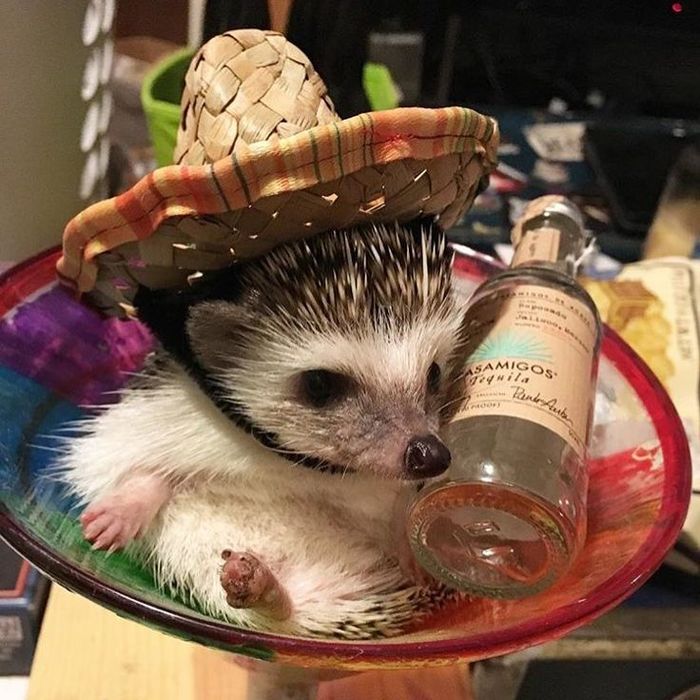 Hedgehog drunk - grief in the family - Animals, Hedgehog, Hat, I'm not an alcoholic.
