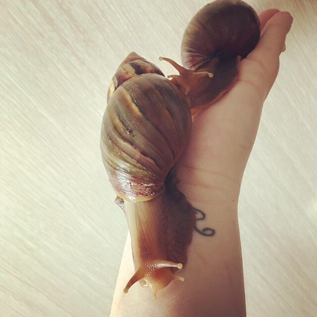 About pets. My snails. long post - My, Pet, Snail, Longpost, Pets